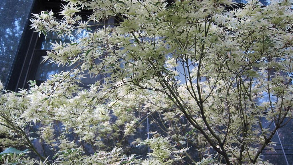 Butterfly Variegated Japanese Maple (Acer palmatum ‘Butterfly’)