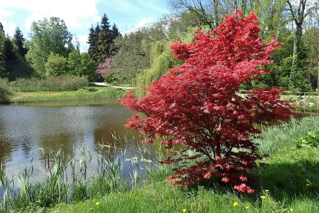 Japoninis klevas (Acer palmatum)