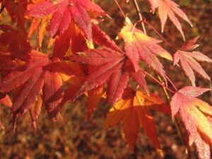 Hogyoku japoninis klevas (Acer palmatum 'Hogyoku')