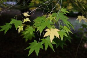 Japoninis klevas (Acer palmatum 'Arakawa')