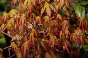 Katsura japoninis klevas (Acer palmatum 'Katsura')