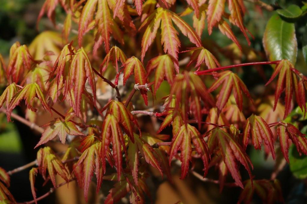 Katsura japoninis klevas (Acer palmatum 'Katsura')