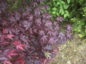 Kruvinasis japoninis klevas (Acer palmatum 'Bloodgood')