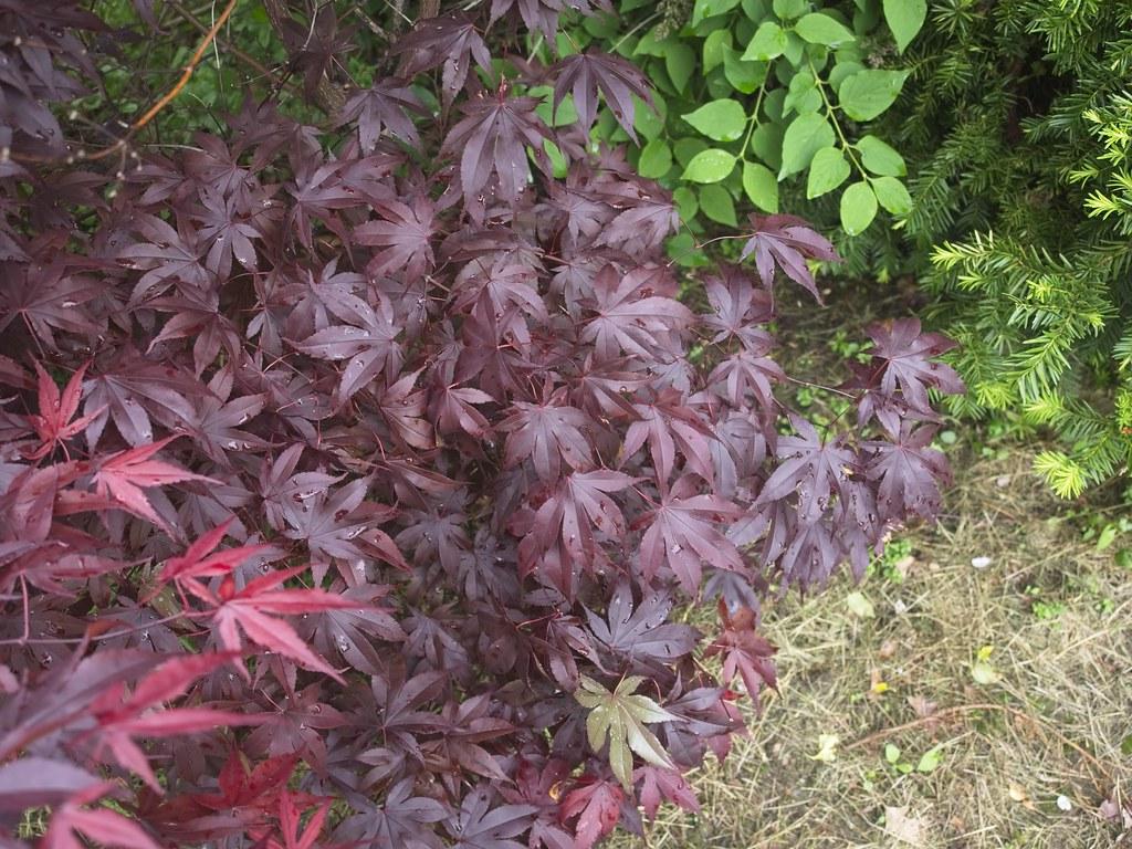 Kruvinasis japoninis klevas (Acer palmatum 'Bloodgood')