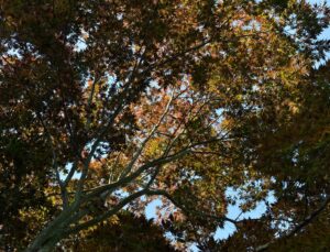 Japoninis klevas (Acer palmatum 'Burgundy Lace')