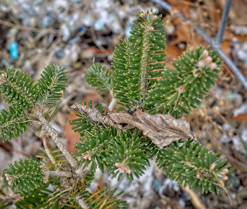 Alpine Fir (Abies lasiocarpa)