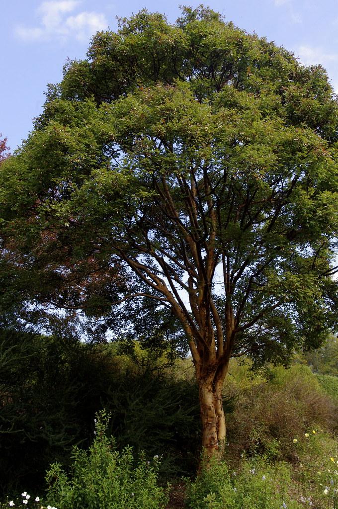 Paperbark Maple (Acer griseum)