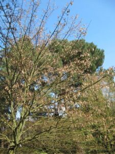 Gyvatžievės klevas (Acer davidii)