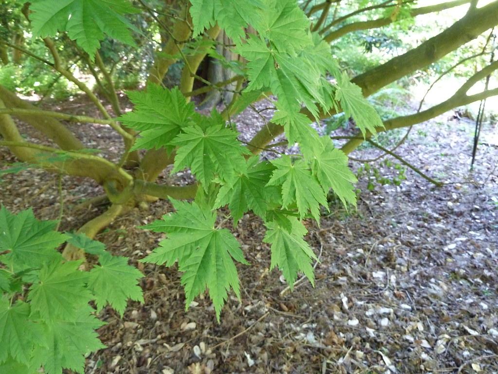 Fullmoon Maple (Acer japonicum)