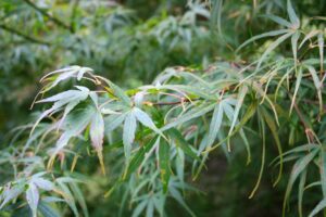 Koto No Ito japoninis klevas (Acer palmatum 'Koto No Ito')