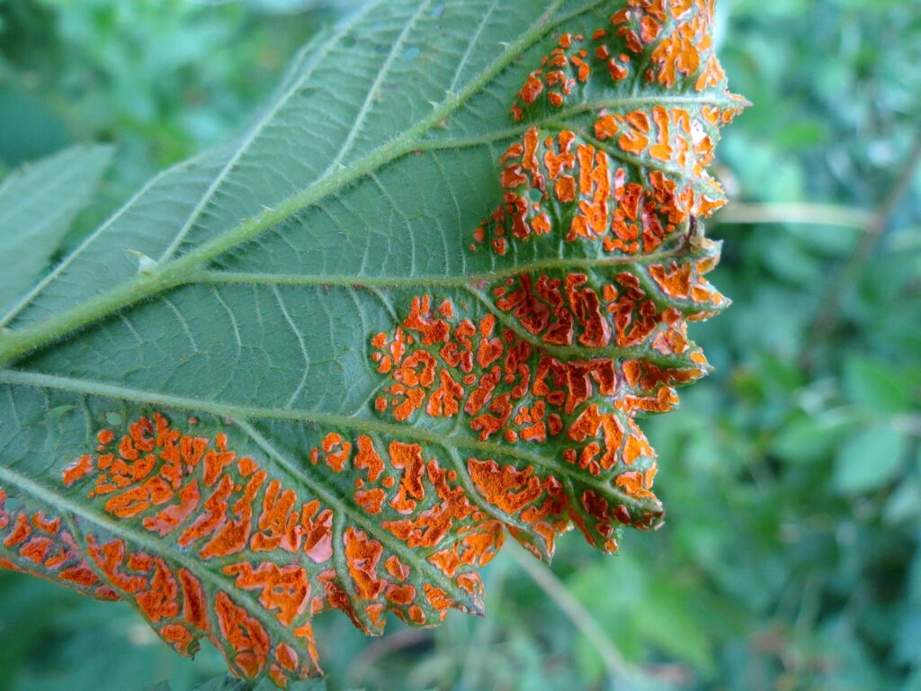 Orange rust (Arthuriomyces peckianus, Gymnoconia nitens)